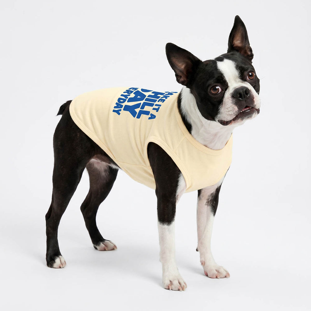 Boston Terrier in a yellow dog tank top