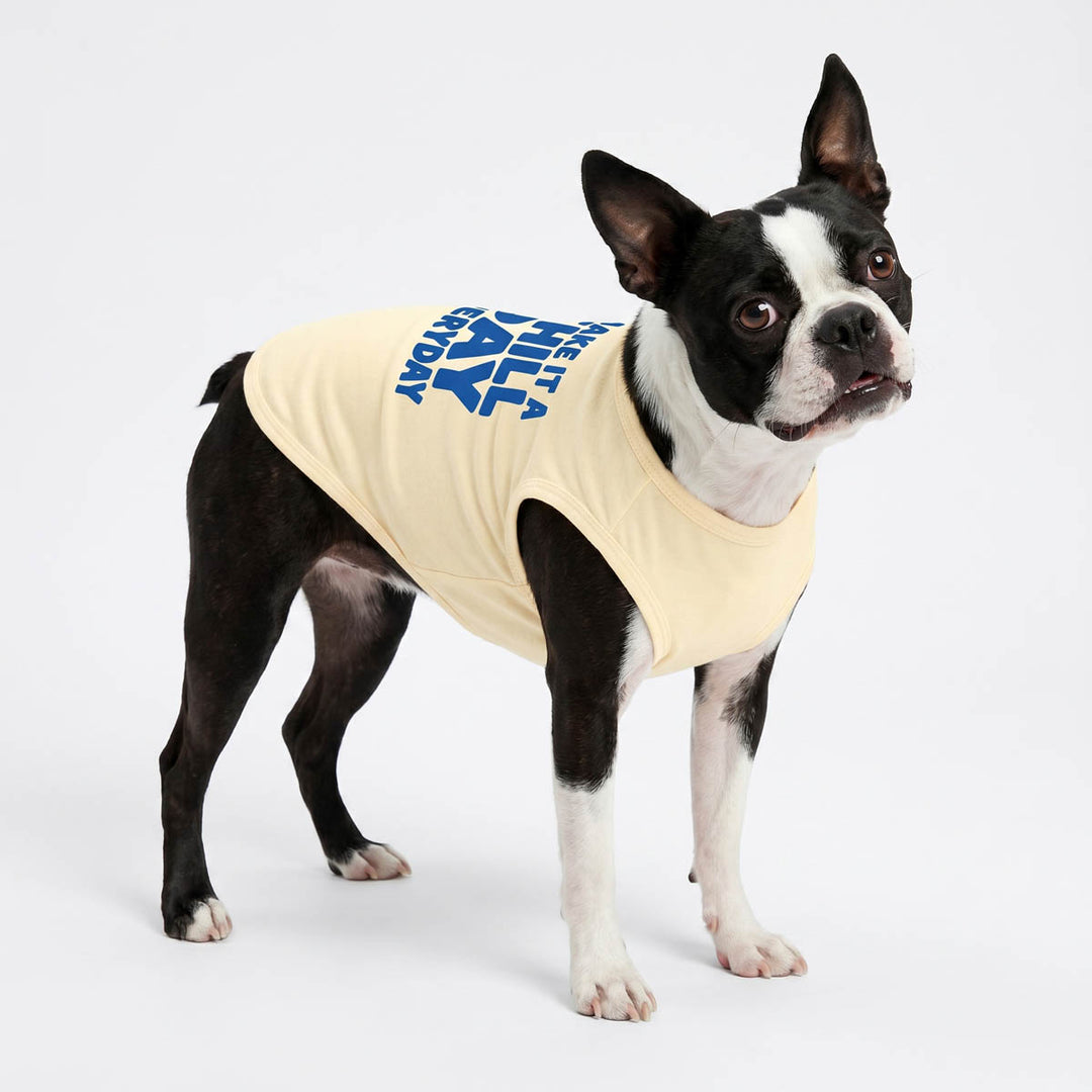 Boston Terrier in a yellow dog tank top