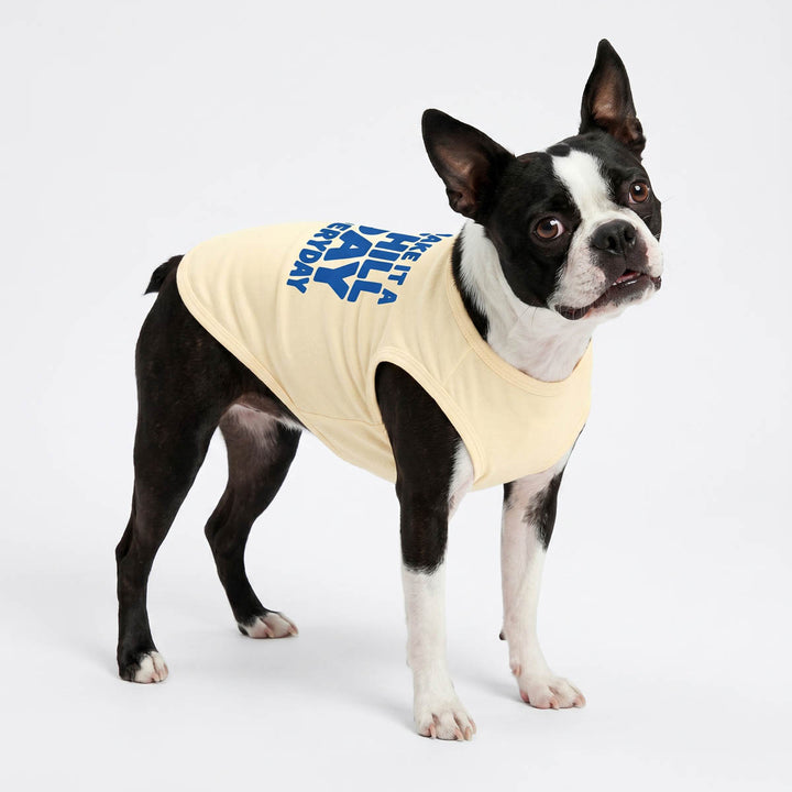 Boston Terrier in a yellow dog tank top
