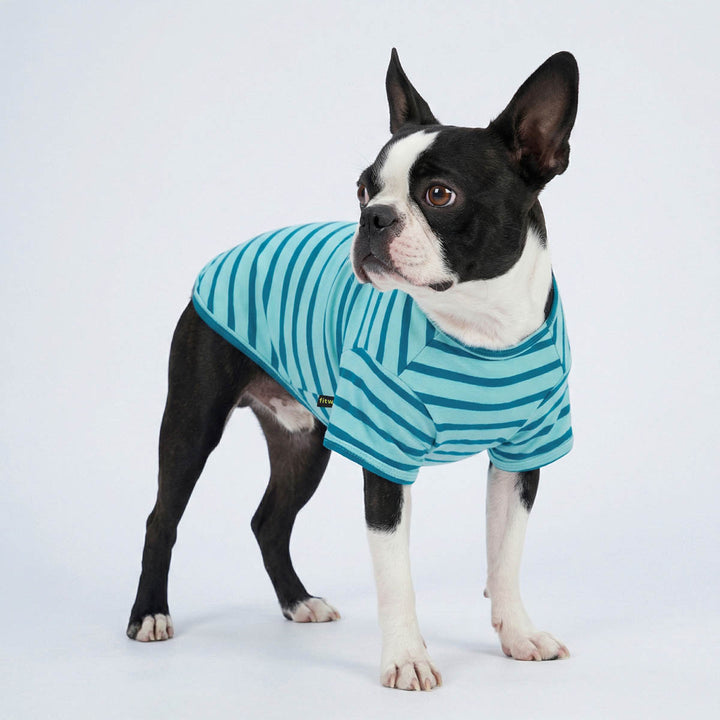 Boston Terrier wearing a blue striped dog tshirt on a white background