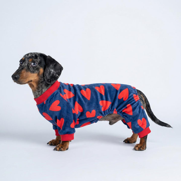 Dachshund wearing a Valentine heart dog pjs