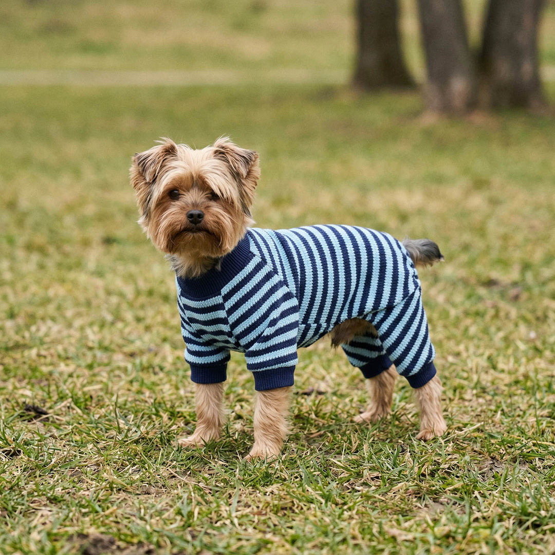 Small tan dog standing on grass wearing a navy and light blue striped dog pjs in an outdoor park setting