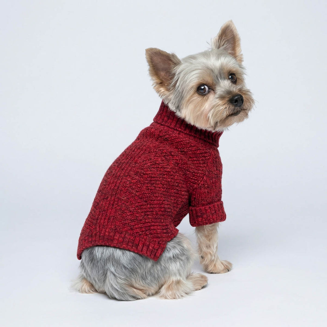 Yorkie sitting with a red dog knitted sweater