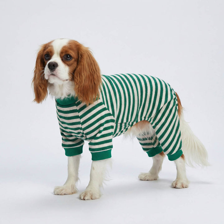 Cavalier King Charles Spaniel in a winter pajamas for dogs