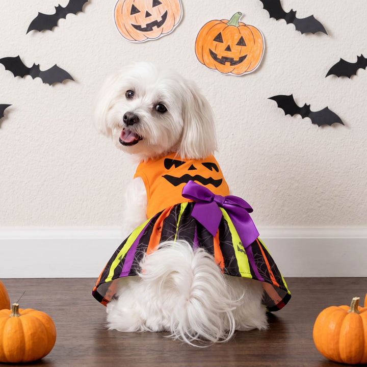 Small white dog wearing a Halloween dress for dogs sits on a wooden floor against a decorated wall with pumpkins, bats, and jack-o'-lantern