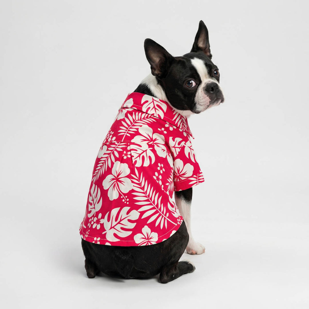 Boston Terrier sitting with red and white dog Hawaiian shirt with flower prints