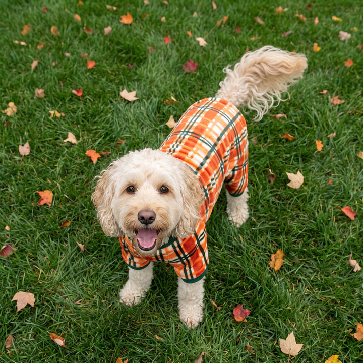 Small cream-colored dog standing on green grass with scattered autumn leaves, wearing an orange plaid dog pajamas