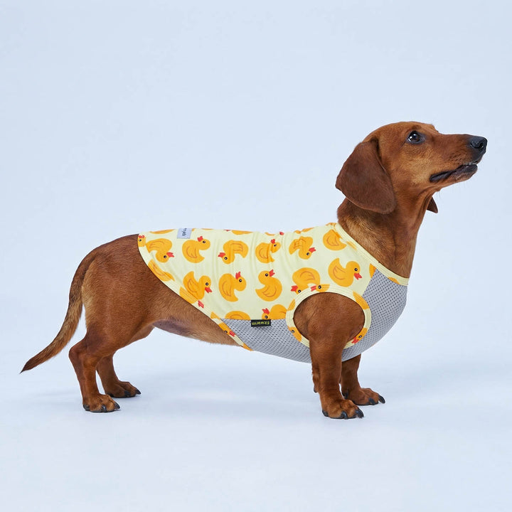 Dachshund wearing yellow dog UV protection shirt with duck print and 'fitwarm' mesh side panels.