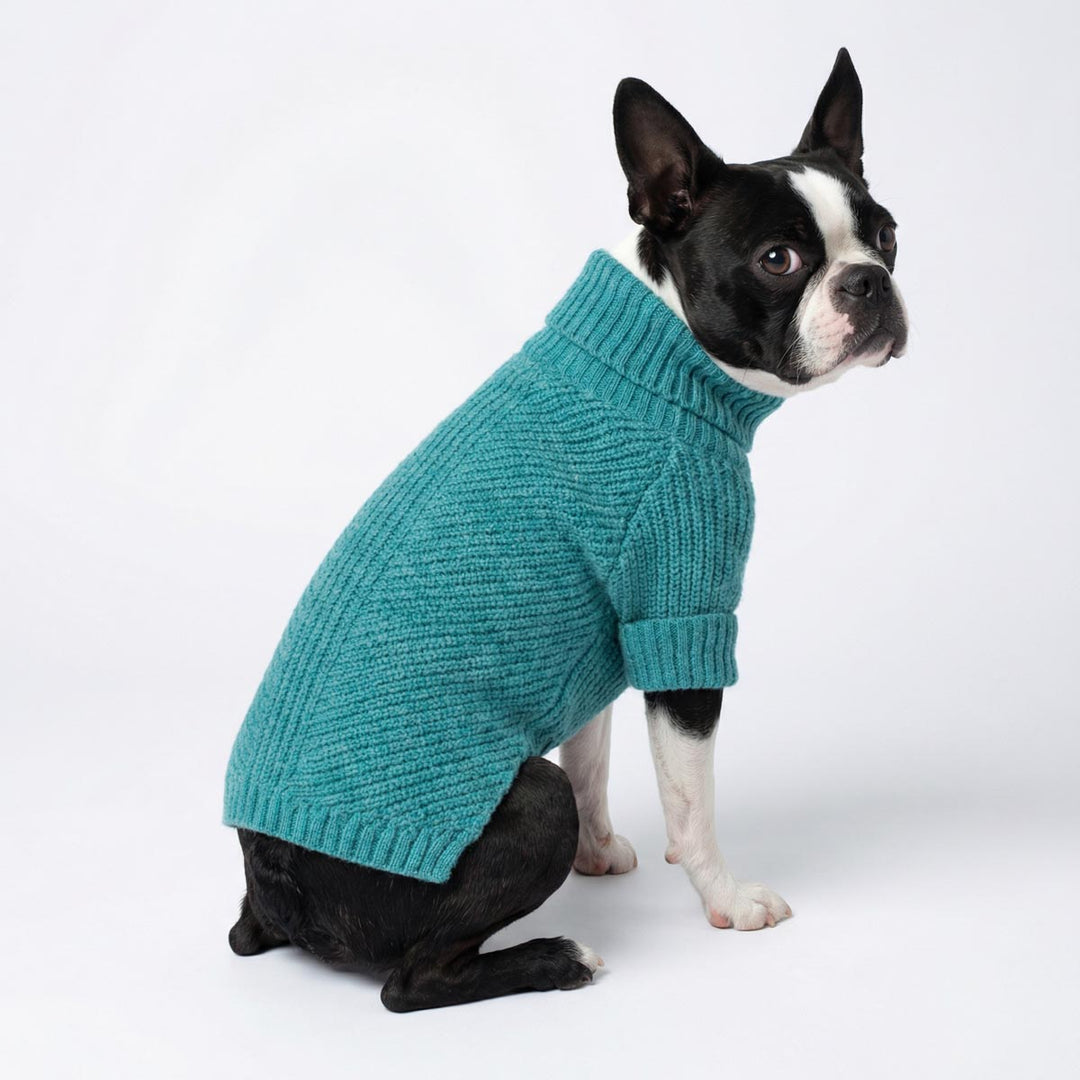 Boston terrier in a knitted dog turtleneck sweater 