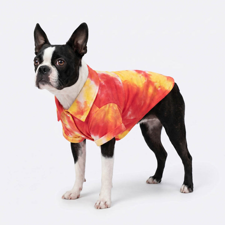 Boston Terrier wearing a classic tie dye shirt for dogs 