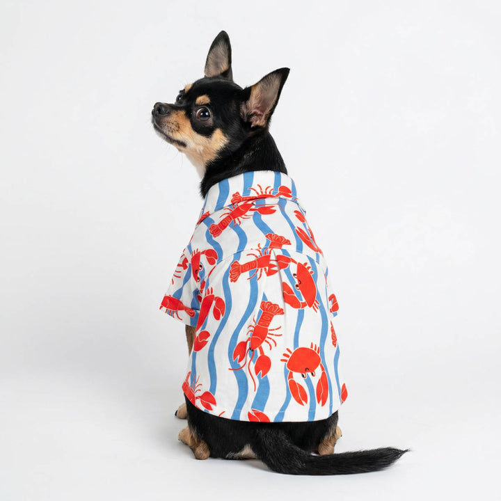 Chihuahua wearing a lobster and crab patterned dog shirt on a white background