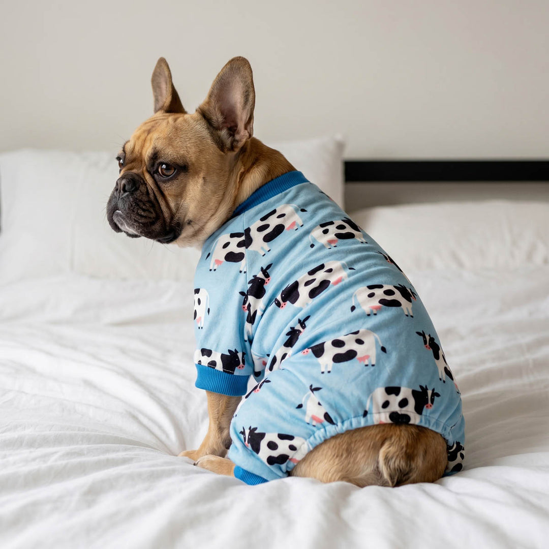 French Bulldog sitting on the bed in a blue milk cow pajamas for dogs