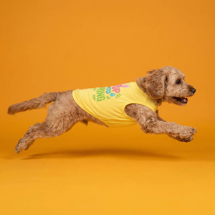 Dog running with a yellow dog tank top with colorful text on an orange background