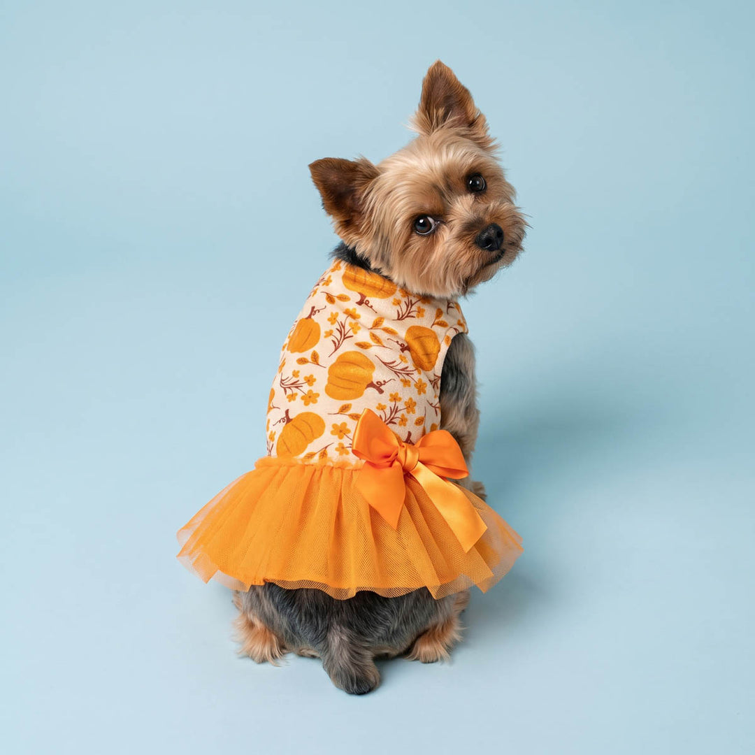 Back view of small dog wearing a sleeveless orange and white pumpkin-print dog Thanksgiving dress with a bright orange tulle skirt and bow, posed against a solid light blue studio background