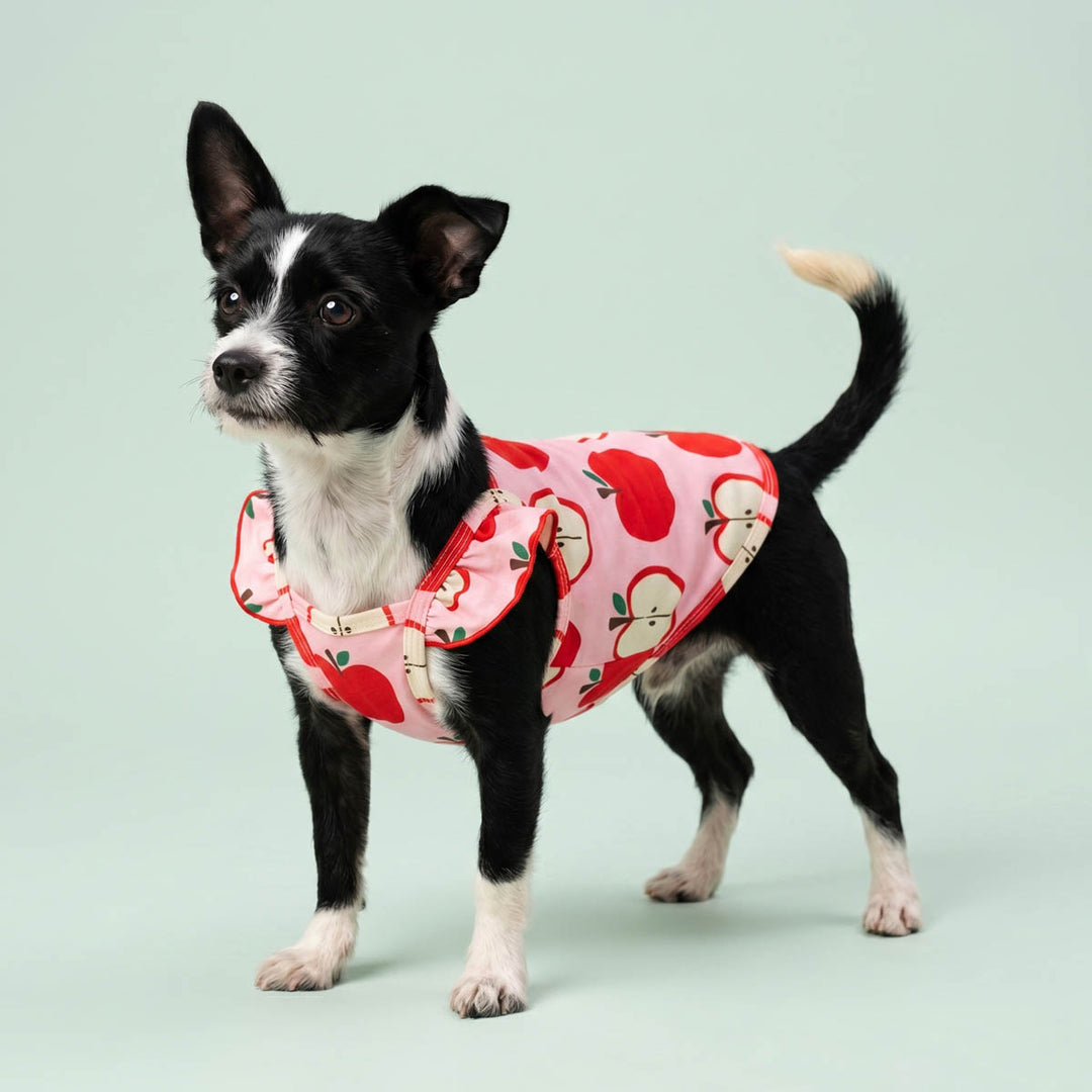 Small dog wearing a summer shirt for dogs in apple prints