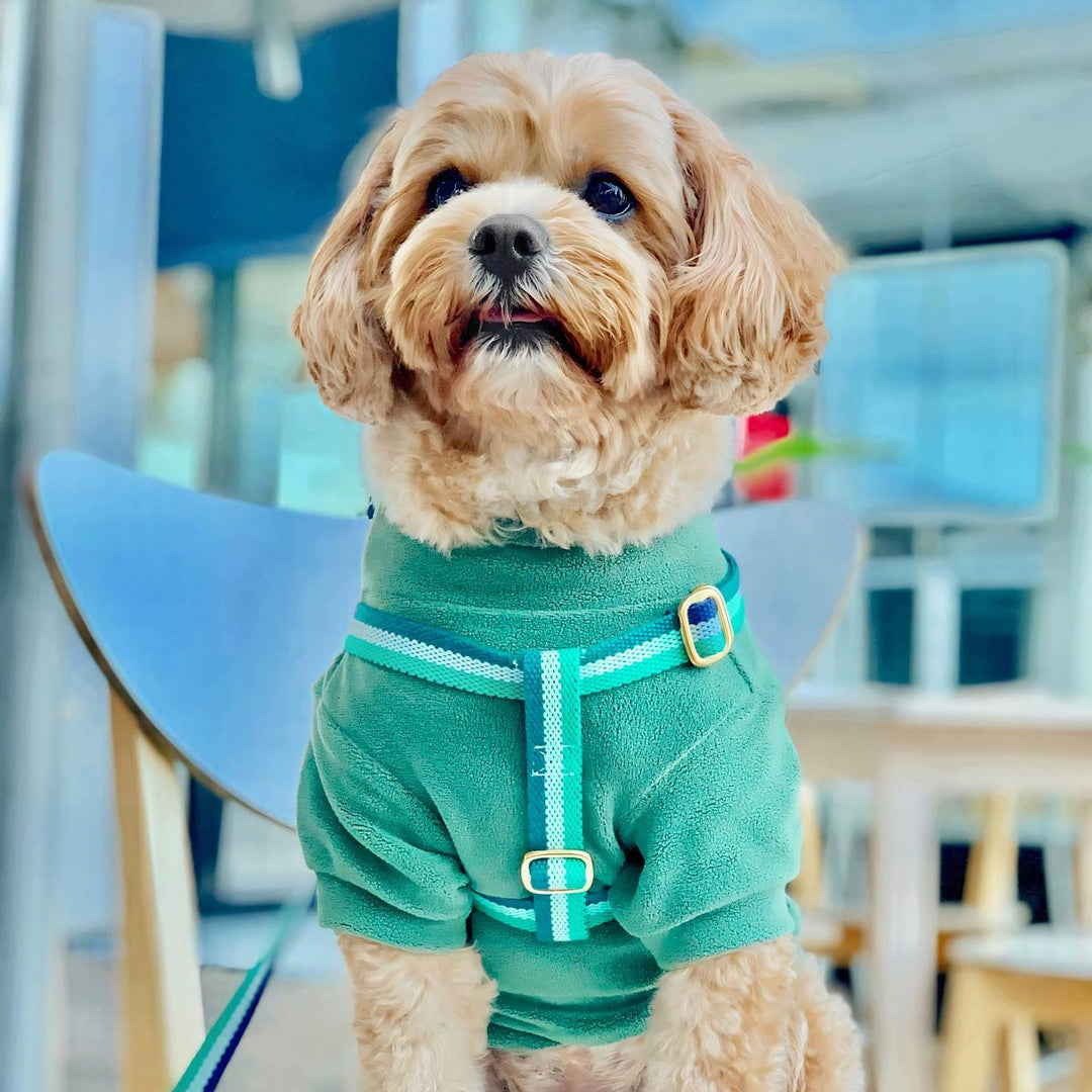 Cavoodle in a Green Winter Dog Sweater - Fitwarm Dog Clothes