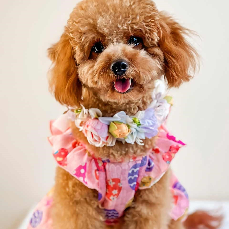 Cavoodle in a Easter Dog Dress with Vibrant Egg Prints - Fitwarm Dog Clothes
