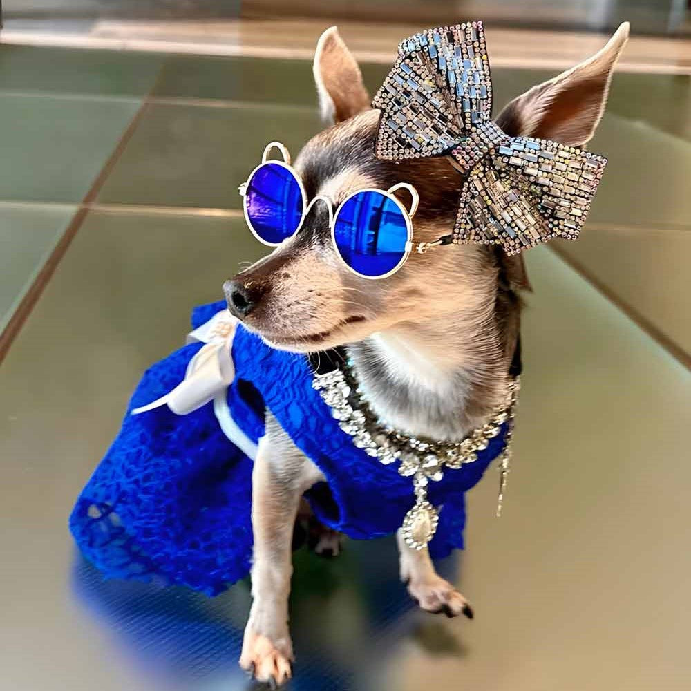 Chihuahua in a Blue Fancy Tulle Dog Dress - Fitwarm Dog Clothes