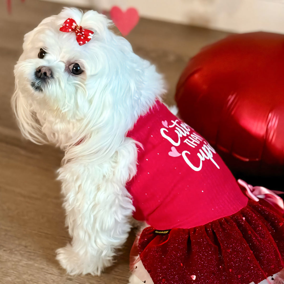Maltese in a Cute Dog Dress with Cuter Than Cupid Lettering - Fitwarm Dog Clothes