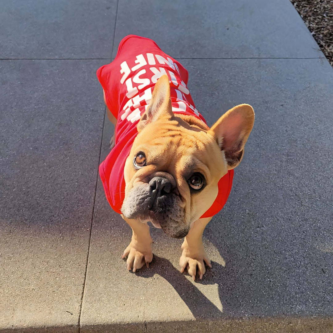 Frenchie in a Valentine Themed Dog Shirt - Fitwarm Dog Clothes