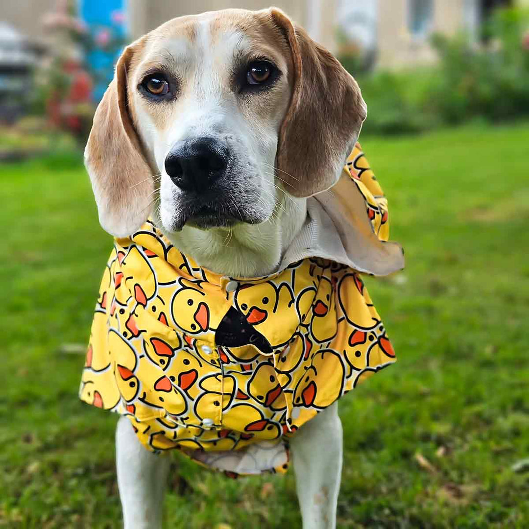 Beagle in a Rubber Duck Dog Raincoat - Fitwarm Dog Clothes