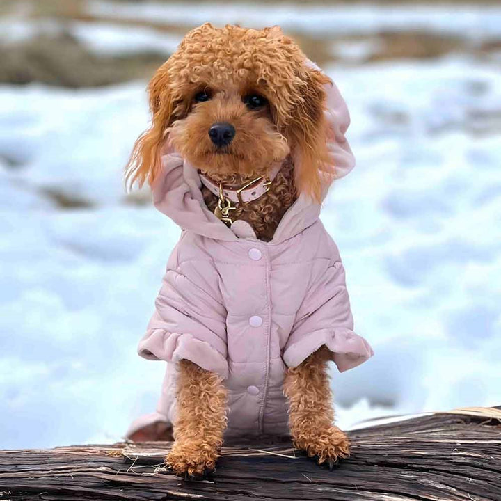 Cavoodle in a Warm Flounce Winter Coat - Fitwarm Dog Clothes