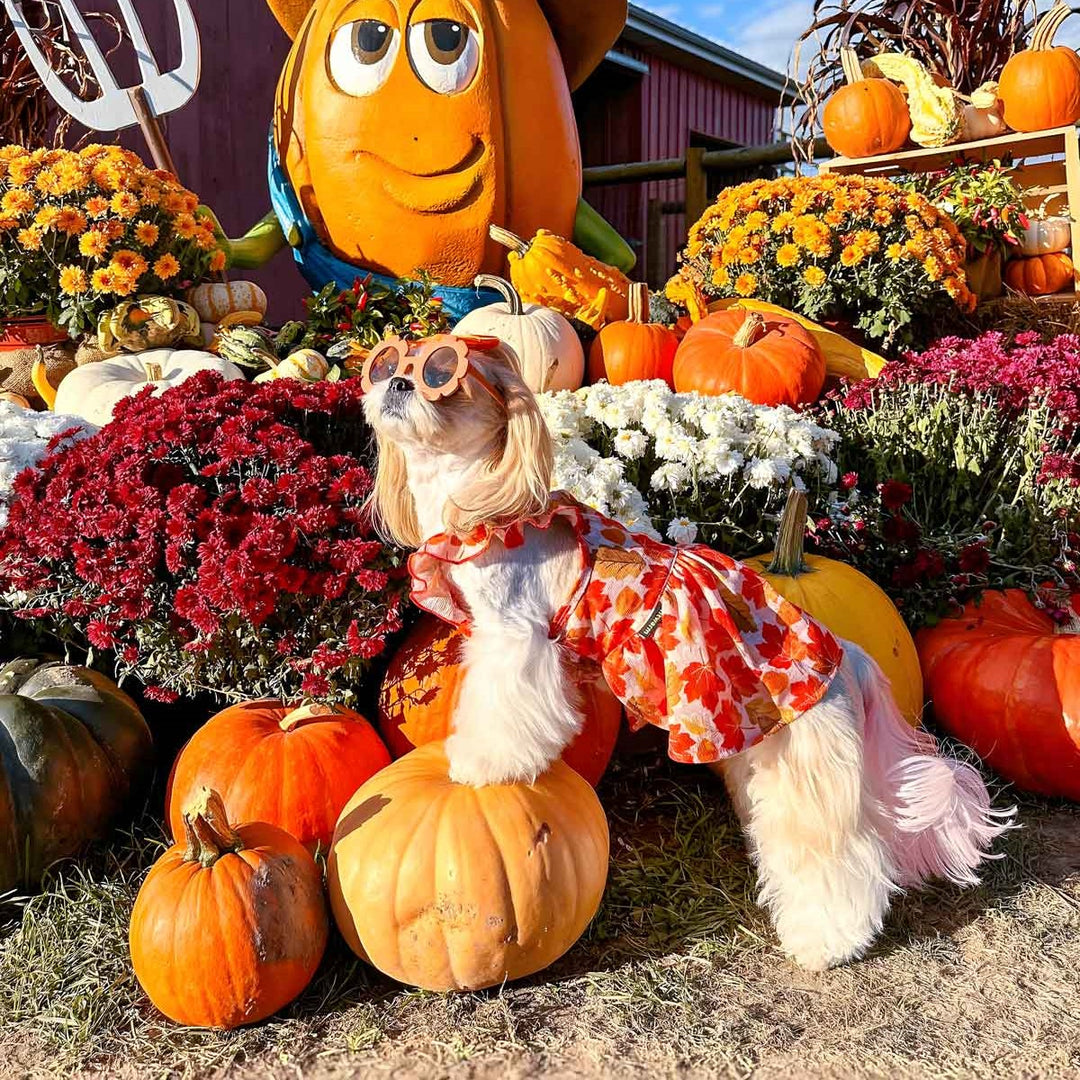 fall dress for dogs Fall Dog Clothes | Shop Fall Dresses for Dogs