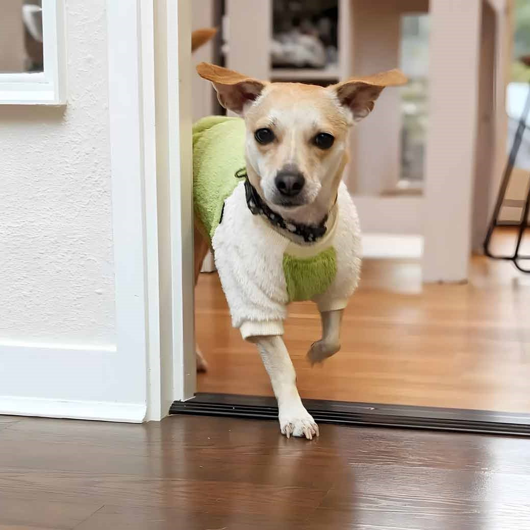 Cute Dog in a Green Fleece Dog Sweater - Fitwarm Dog Clothes