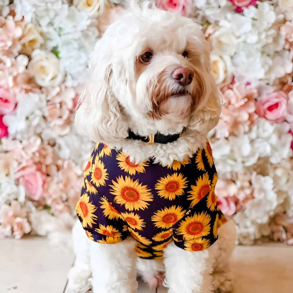  Cavoodle in a Black Sunflower Dog Shirt - Fitwarm Dog Clothes
