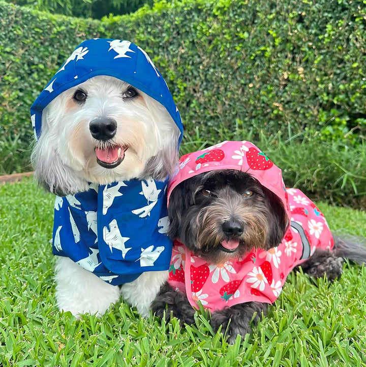 Havanese in Waterproof Shark Raincoats - Fitwarm Dog Clothes