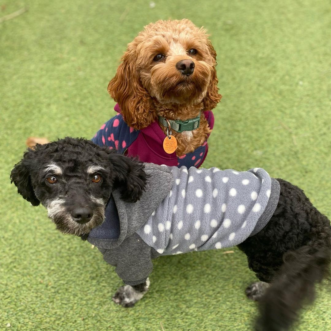Dog Clothes for Poodle - Fitwarm