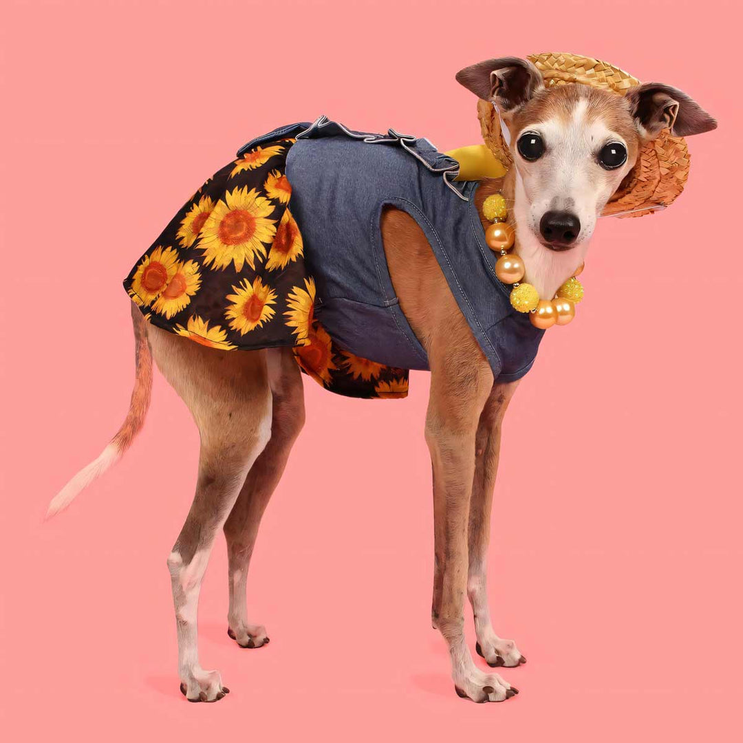 Italian Greyhound in a Denim Sunflower Dog Dress - Fitwarm Dog Clothes