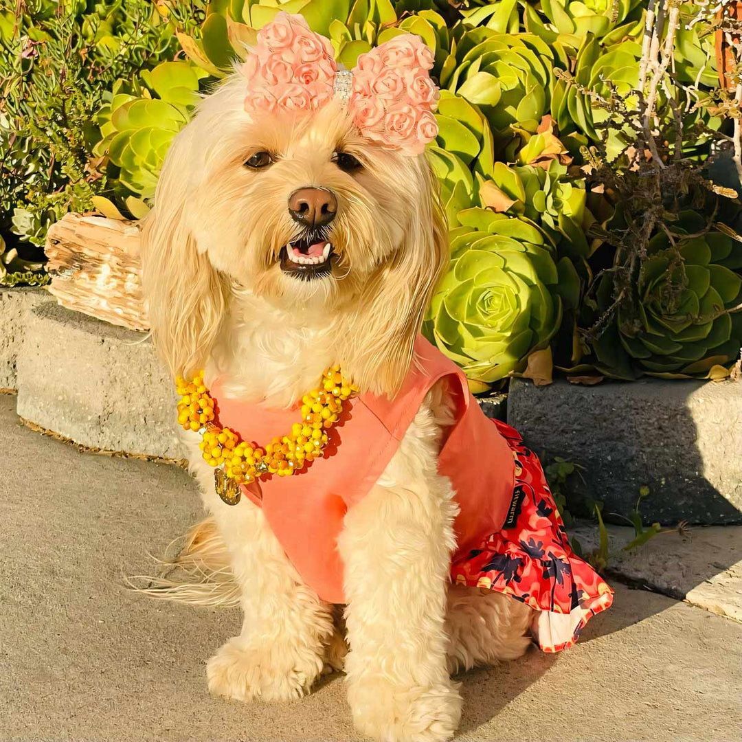 Maltipoo in a Hawaiian Dog Dress - Fitwarm Dog Clothes