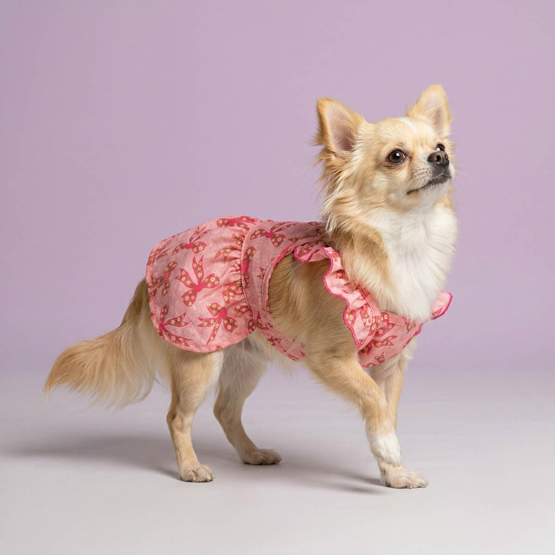 Chihuahua walking in a purple background with a pink dog ruffle dress with bow prints