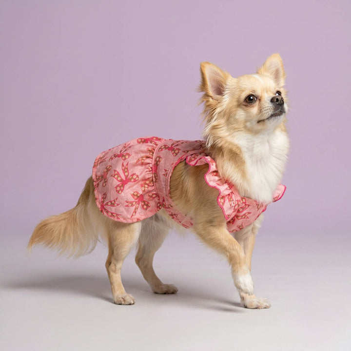 Chihuahua walking in a purple background with a pink dog ruffle dress with bow prints