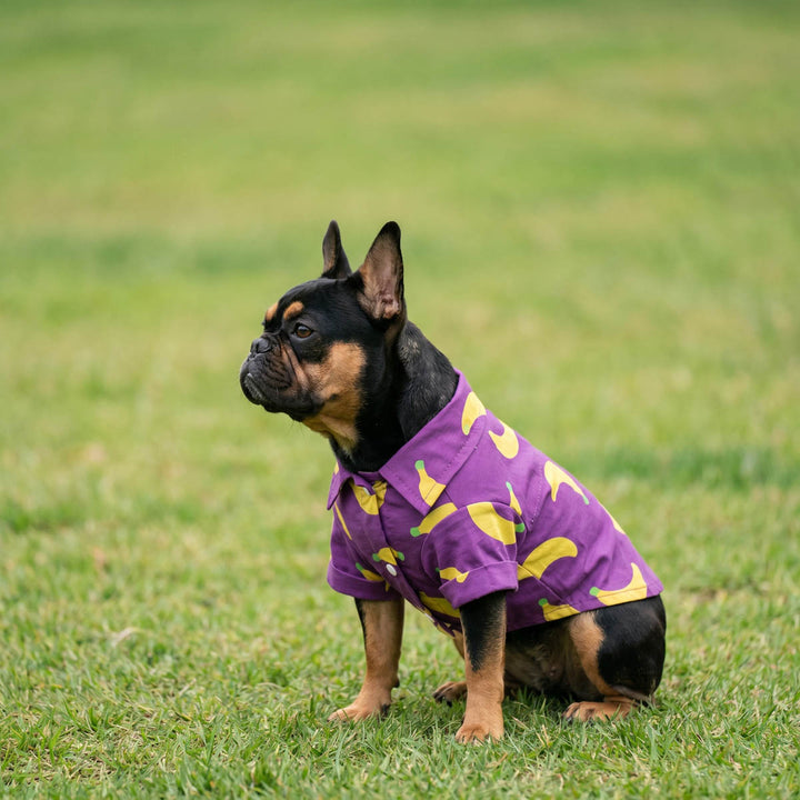 French Bulldog wearing a purple banana prints dog tshirt outdoors