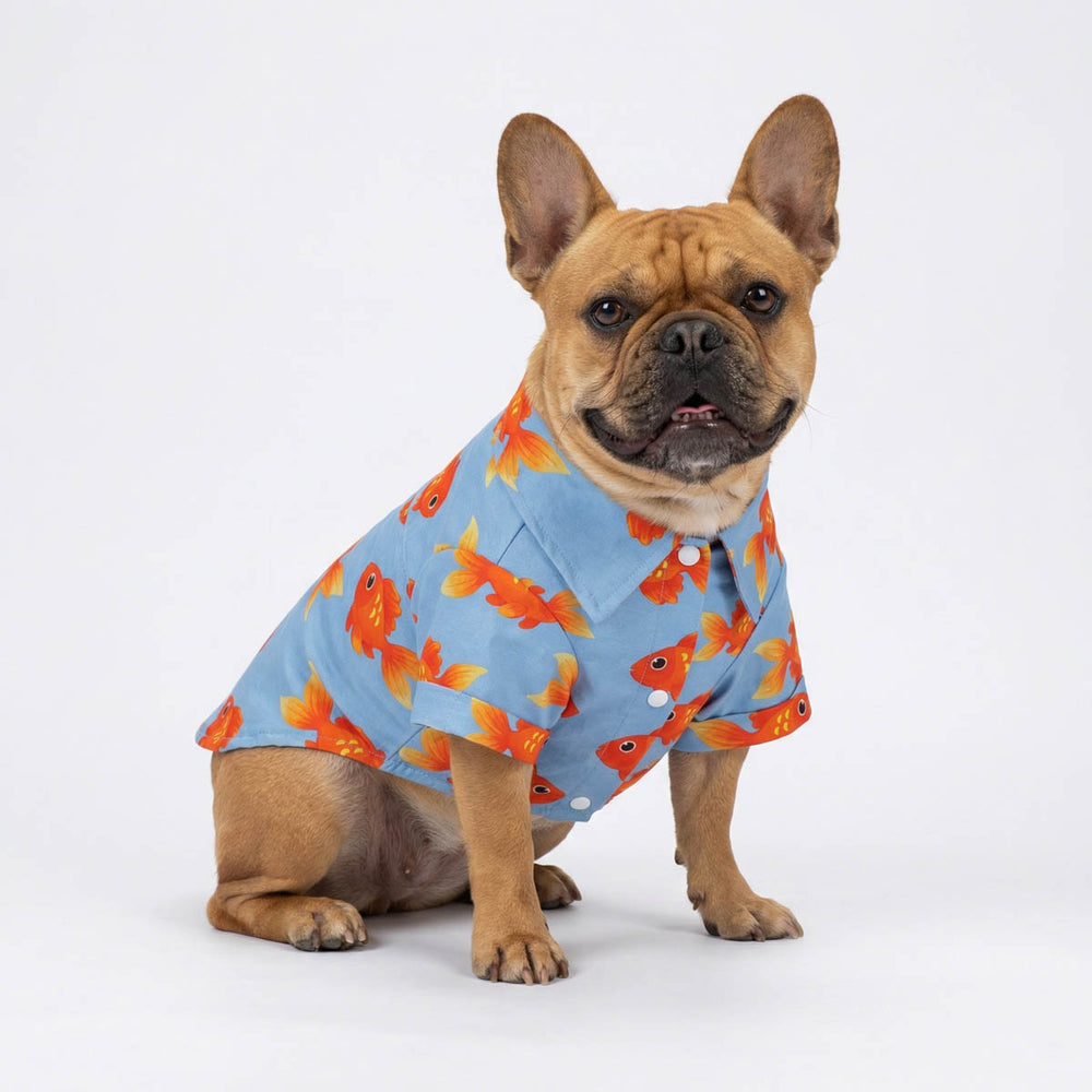 French Bulldog wearing a goldfish shirt for dogs and sitting