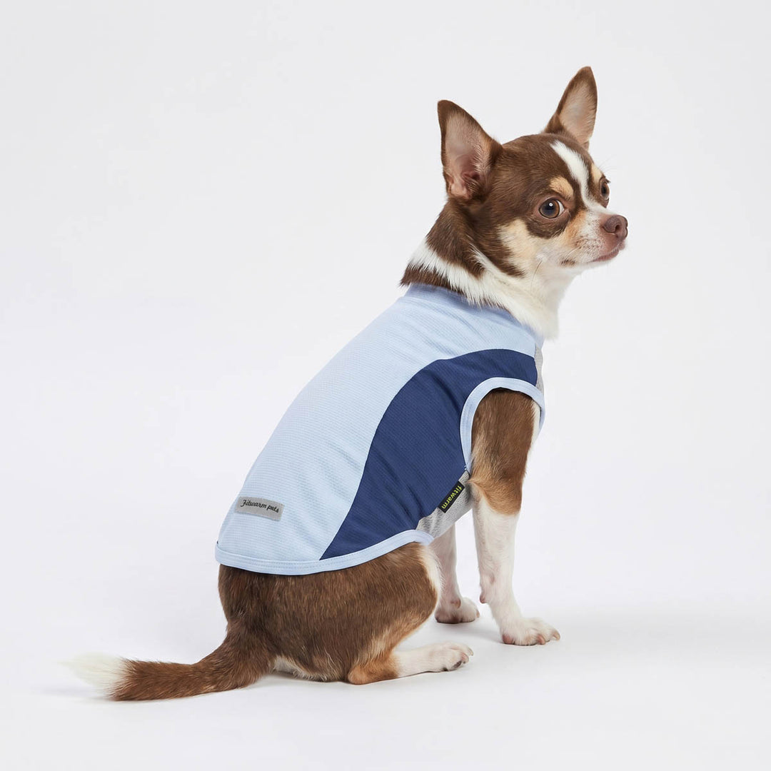 Chihuahua in a summer dog UV shirt with mesh fabric in a white background