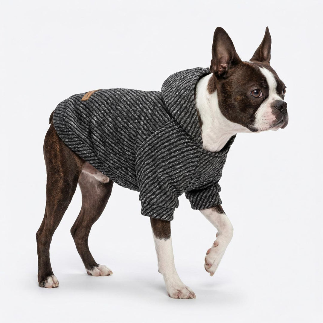 Boston Terrier wearing a black knitted dog hoodie on a white background