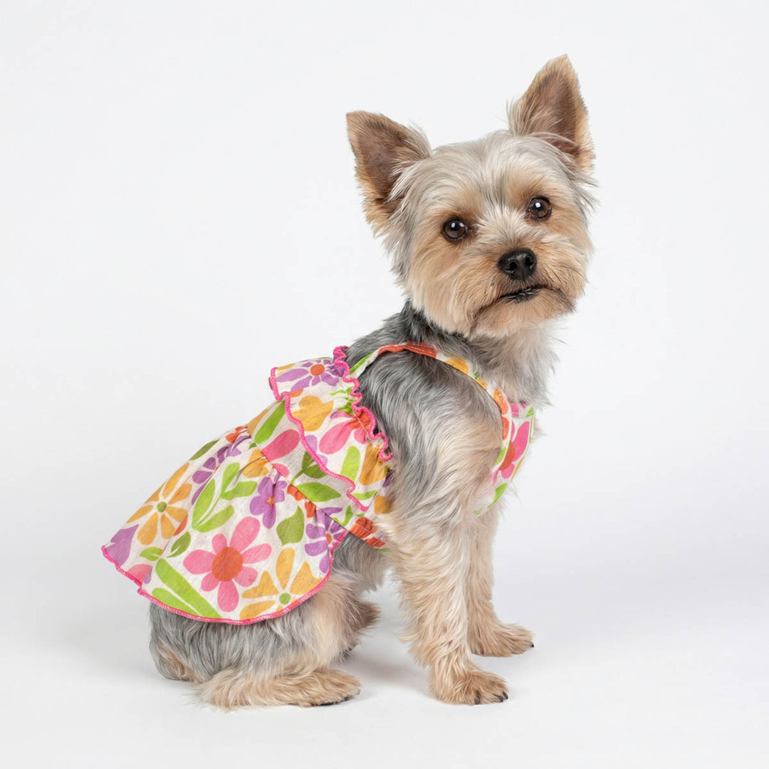 Dog dressed in Easter dress for dogs with colorful flower pattern