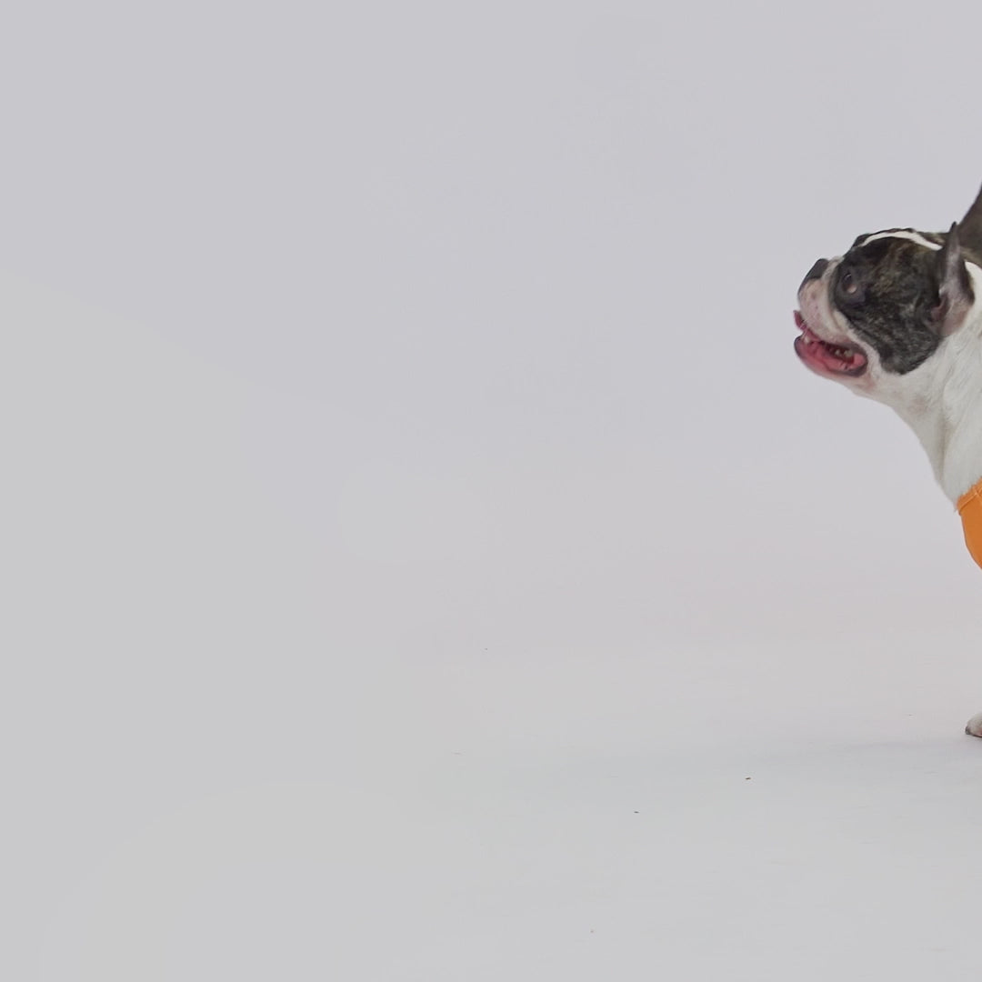 French bulldog in a hilarious burger dog costume