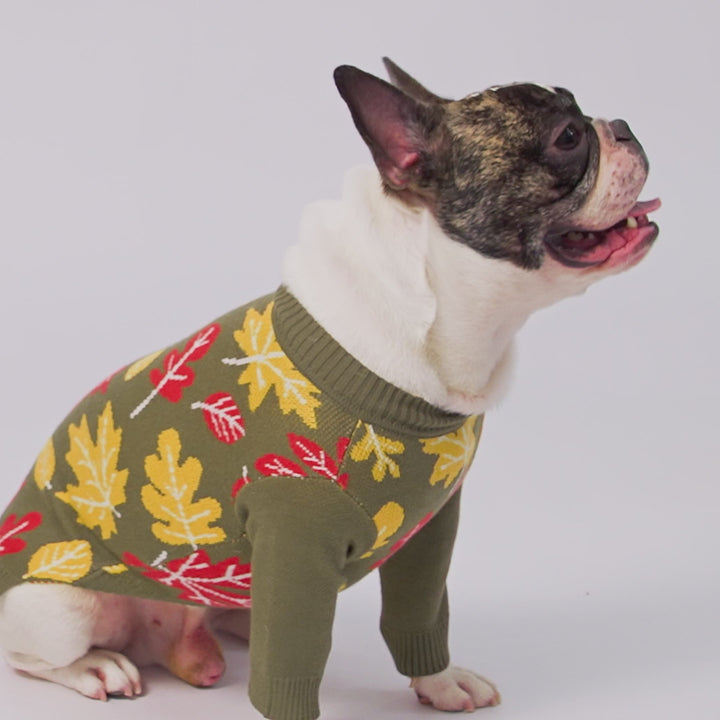 French bulldogs wearing cozy sweater for dogs