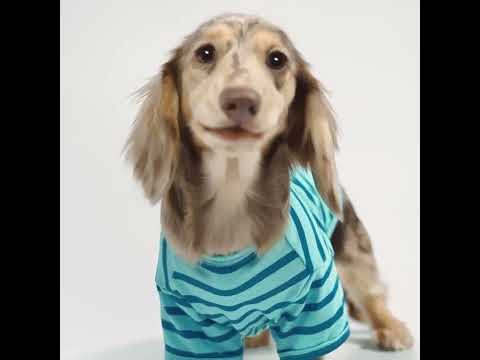 Dachshunds in Blue Striped Dog Shirt - Fitwarm Dog Clothes