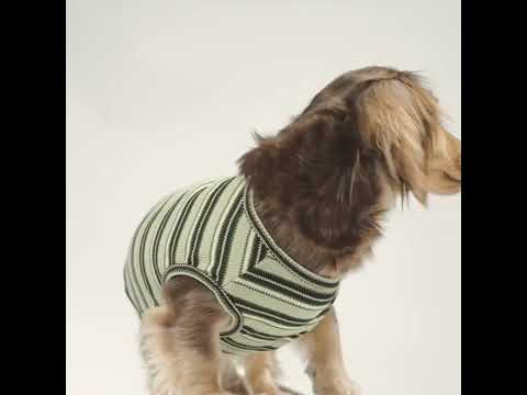 Dachshunds in a Waffle Dog Summer Shirts - Fitwarm Dog Clothes