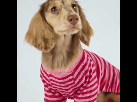 Dachshunds in Pink Dog Pajamas - Fitwarm Dog Clothes