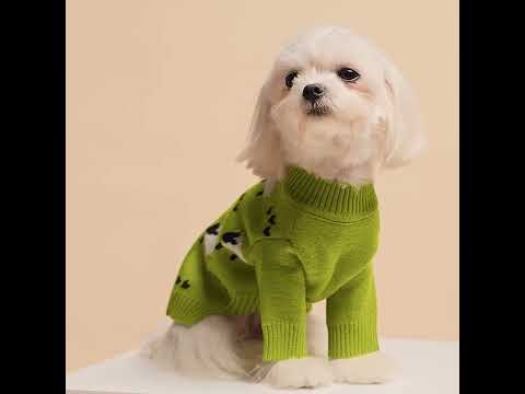 Ki Puppies Miki Dog Breed Pictures Mi Ki Puppies Miki Dog Akc Top