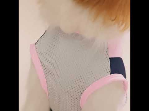Cavalier King Charles Spaniel  in a Pink UV Sun Protection Dog Shirt - Fitwarm Dog Clothes