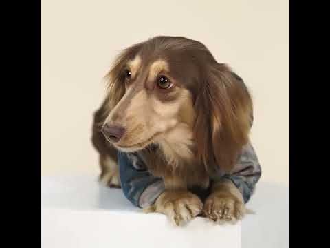 Dachshund in a Tie Dye Dog Hoodie - Fitwarm Dog Clothes