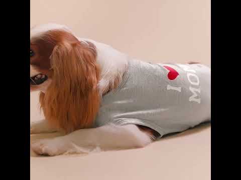 Cavalier King Charles Spaniel in a Dog Shirt with I Love My Mommy Dog Shirt - Fitwarm Dog Clothes
