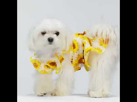 Maltese in Summer Dresses with Cute Prints - Fitwarm Dog Clothes